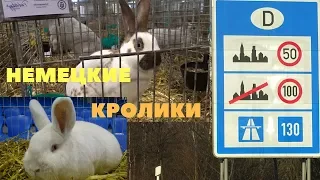 Кролики в Северной  Германии