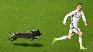 ⚽️ Animals On Field: Funny Football Moments ◄