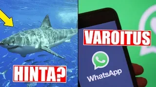 Paljonko hait maksavat? Varo tätä WhatsAppissa