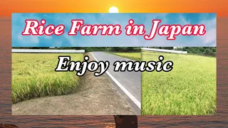 MUSIC PLAYLIST | FILIPINA RICE FARM IN JAPAN | #Farmer #music #song