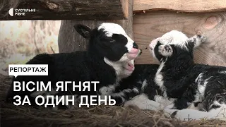 На Оствиці у Рівному в один день три вівці народили вісім ягнят