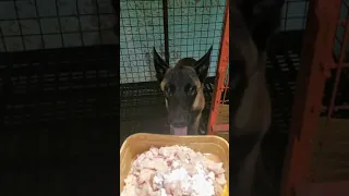 Feeding my 4 months old Belgian malinois | Raw meat & chicken | Zeke