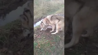 Волчица Ракша 6 мес  На прогулке.