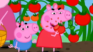 Grandad Dog's BIG Tomatoes 🍅 Best of Peppa Pig 🐷 Cartoons for Children