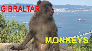 Что вы знаете о ГИБРАЛТАРЕ и его ОБИТАТЕЛЯХ/gibraltar monkeys