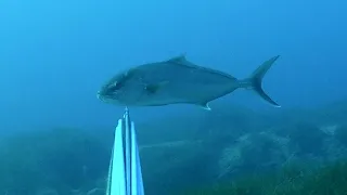 Spearfishing Northcyprus  Amberjack&goldengroupers