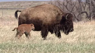 Prairie Animals - Colorado, USA