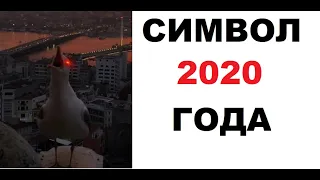 Лютые приколы. Символ 2020 года!