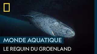 Le requin du Groenland, ce chasseur lent et aveugle des eaux glacées