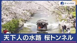 “秀吉の水路”に桜のトンネル　散らずに残った【スーパーJチャンネル】(2024年4月10日)