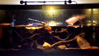 Wild betta  setup video 1