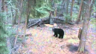 2012 Saskatchewan Spring Bear Hunt