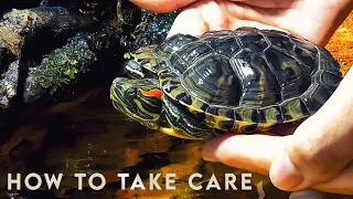 How to take care of a Turtle? 🐢 RED EARED SLIDER