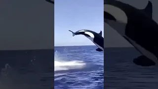 Orca leaps into the air chasing a dolphin