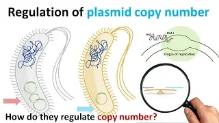 plasmid copy number regulation | What is meant by copy number of plasmid? | low copy number plasmid