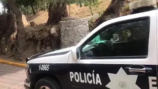 Se escapan 2 de tigres del zoológico de tlaxcala