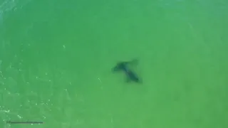 Drone video captures great white sharks interacting off Cape Cod