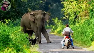 #Behavior# & #chasing# Of #Elephant# (part-1).