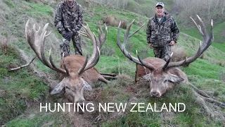Red Stag & Fallow Buck Hunting New Zealand, May 2013.