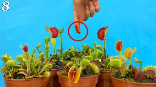 10 Flytraps Compete for my Blood - Event 8