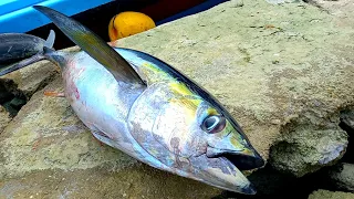 AMAZING BIG TUNA FISH CUTTING | Indian Ocean Tuna Cutting Skills | Maldives