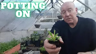 Potting On [Gardening Allotment UK] [Grow Vegetables At Home ]