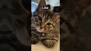 Your cat if you… #scroll #like #comment #subscribe #preppy #edit #fyp #tiktok #cat #style #cute