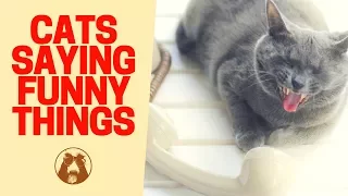 Cats 🐱 Saying Funny Things - Funny 😂 Cat Videos