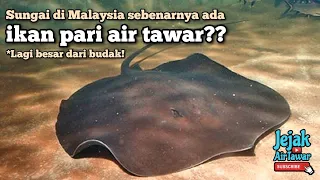 Spesies ikan pari sungai di Malaysia