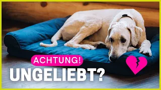 5 Dinge, die dein Hund tut, wenn er sich ungeliebt fühlt!