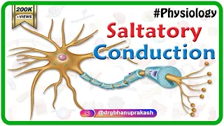 Saltatory conduction - Conduction through Myelinated nerve fiber : Physiology medical animations