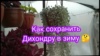 КАК СОХРАНИТЬ ДИХОНДРУ В ЗИМУ 🤔