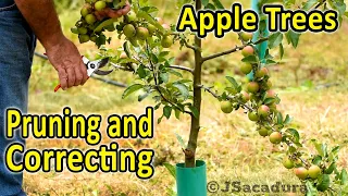 Pruning Apple Trees | Correcting and Training Young Apple Trees | Voice over version