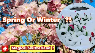 Spring or Winter ?! Magical Switzerland ! Heavy snowfalls in Switzerland _ The beauty of Nature 4K !