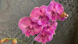 Редкая орхидея💜Новинка в моей коллекции 🦋💜 Орхидея биг лип Phal.Royal Tiny Kizz 👑