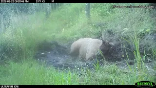 The Elk Rut in the Colorado Mountains (Sept, 2022) - Sound On!