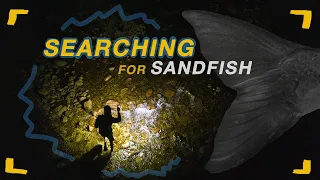 Saving Sandfish | EP3 | Searching for Sandfish