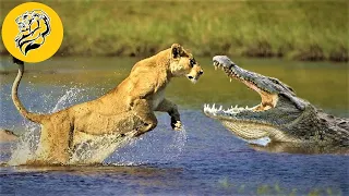 Crocodile Fight Compilation🐊(Crocs Fighting Lions, Buffalos, Leopards, Tigers, Jaguars & Warthogs)