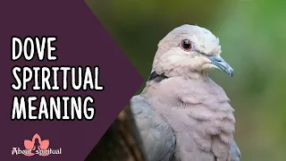 Dove Spiritual Meaning