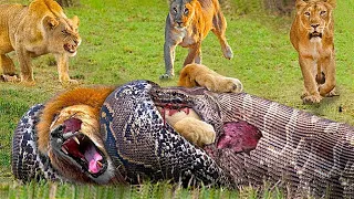 शेर को जिंदा ही निगल लिया | When Lions Fight Giant Python To Save Their Fellows | Wild Gravity |