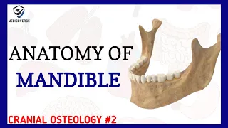 Mandible Anatomy | Cranial osteology #2