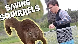 Trapping and Relocating Squirrels - An Examination