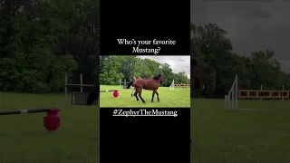 Who’s your favorite? | 3 Mustangs at 30 days of training | #equestrian #horse #mustang