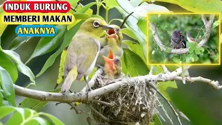 Perjuangan Induk Burung Merawat Anaknya Sampai Bisa Terbang