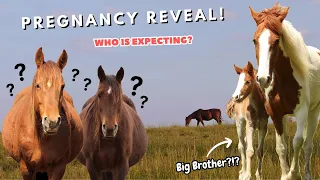 Horse Pregnancy Announcement! - Will There Be A BABY OLIVER?