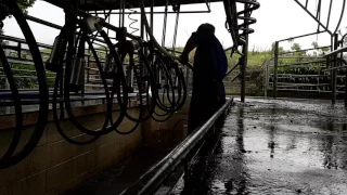 Washing up the cowshed or (milking parlor) after milking