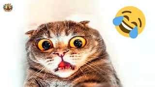 Funny Cats and Dogs 2022 OMG So Cute #5🤣 | Pets Addicted