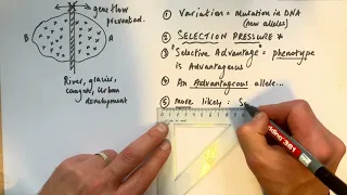 A level Biology - Allopatric vs Sympatric speciation