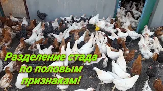 Разделяю петухов и курочек!