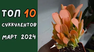 💙💛 Мой ТОП суккулентов за март 2024